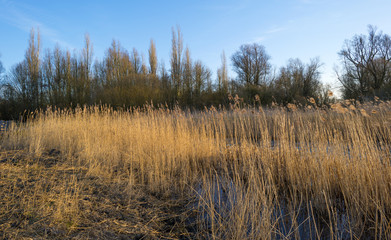 Reed along the shore of a lake in winter
