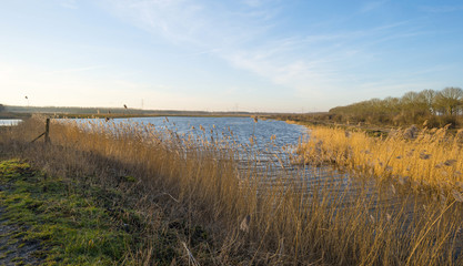 Reed along the shore of a lake in winter