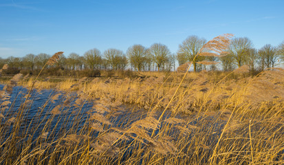 Reed along the shore of a lake in winter