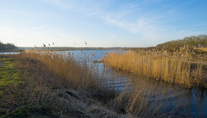 Reed along the shore of a lake in winter