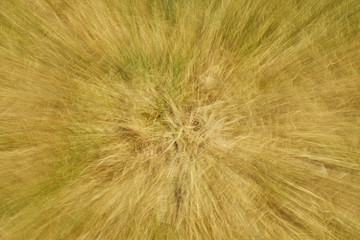 Текстура из  травы