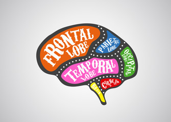 Brain divided in color parts. Vector brain cuts diagram vintage
