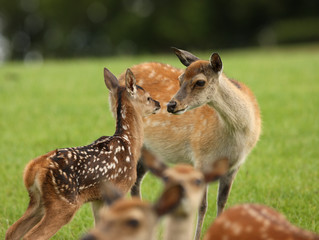 Fototapeta premium Baby Fallow Deer