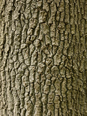 Close up of Oak Tree Bark
