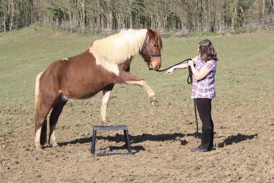 Ponette &agrave; la jambette sur un plot