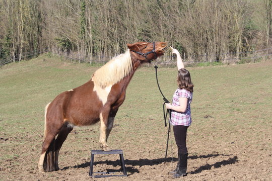 Poney qui "sourit" sur demande sur un plot