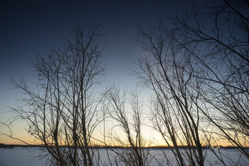 Obraz premium Trees at sunset in winter.