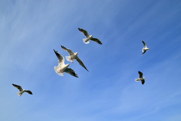 Flock of seagulls in flight