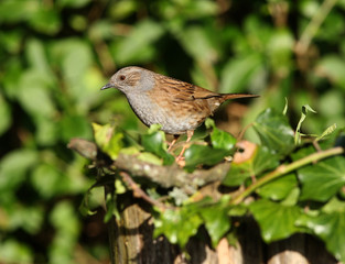 Portrait of a Dunnock