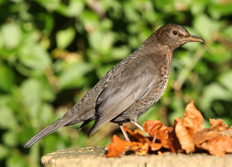 Portrait of a Female Blackbird in Autumn
