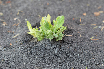 Plant