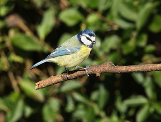 Blue Tit