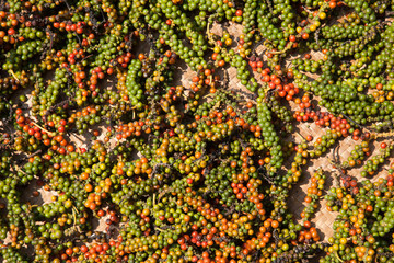 détail de poivre vert