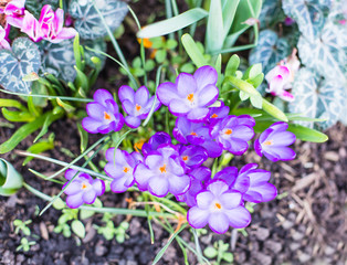 Purple, crocus flowers.