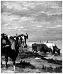 Cows - Vaches au pâturage - Kuhe