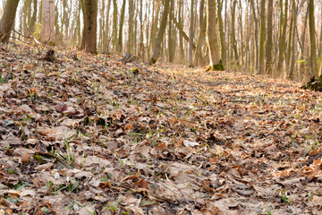 Beautiful snowdrops (Galanthus Nivalis L.) in the forest