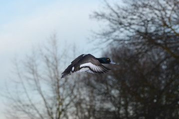 Tufted Duck, Aythya fuligula