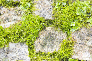 Vegetation among stones