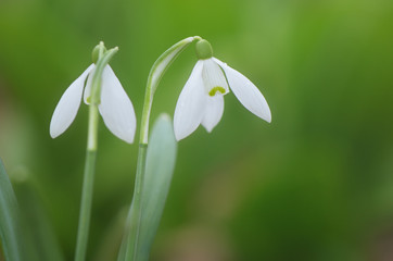 Two snowdrop