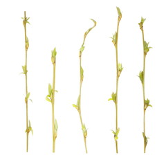 spring buds leaf weeping willow twigs isolated on white © dule964