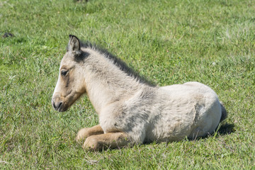 Fototapeta premium Free colt lying in the countryside