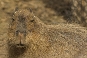 Capybara portrait