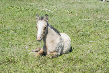 Free colt lying in the countryside