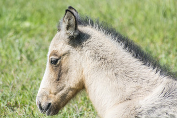 Head foal in freedom