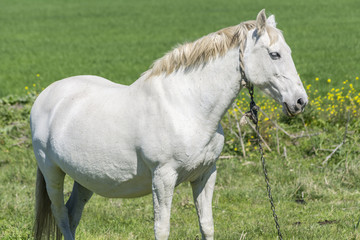 Naklejka na ściany i meble White horse in the countryside