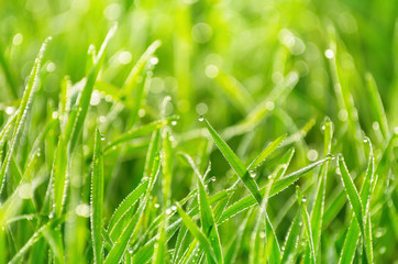 Natural background of grass with drops of morning dew