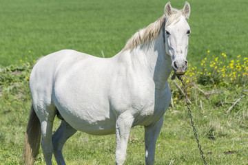 Obraz na płótnie Canvas White horse in the countryside