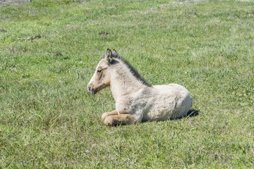 Fototapeta premium Free colt lying in the countryside
