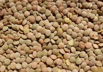 Healthy brown dry lentils prepared for cooking.
