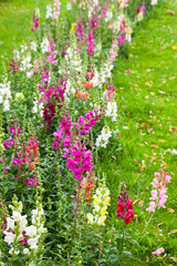 Colorful summer flowers in the park