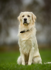 Golden retriever dog on sunny day