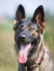 German Shepherd Dog