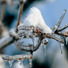 Frozen branch