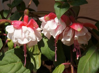 red and white flowers of fuchsia