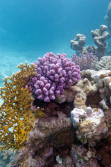 Naklejka na ściany i meble colorful coral reef in tropical sea - underwater