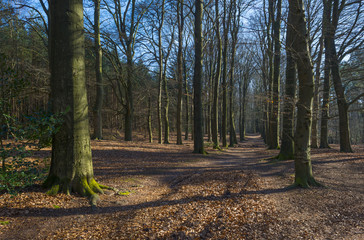 Tracks in a beech forest in winter