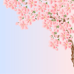 Naklejka na ściany i meble Cherry sakura blossoms Spring place for text vector