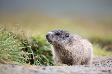 Alpine Marmot