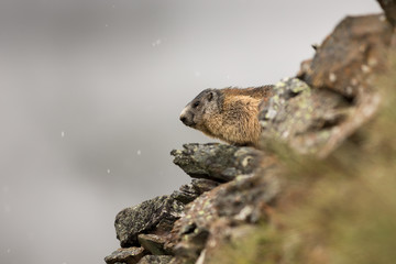 Alpine Marmot