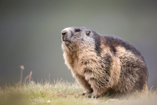 Alpine Marmot
