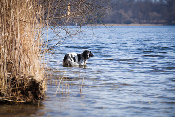 English Setter standing in a Lake