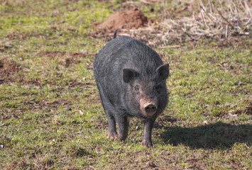 Black domestic pig