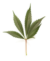 Naklejka na ściany i meble classic marijuana leaf