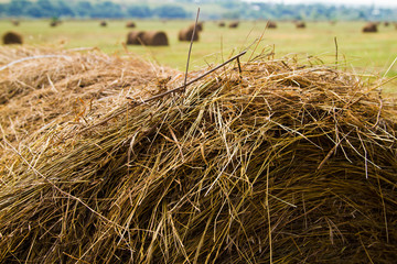 Fototapeta na wymiar Hay harvesting