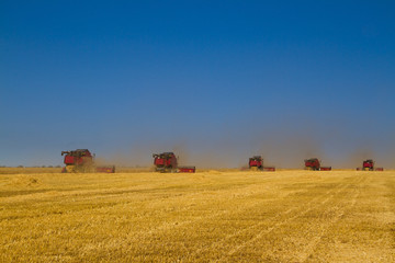 Fototapeta premium Combine harvester during harvesting
