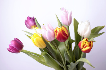 bouquet of fresh spring tulip flowers